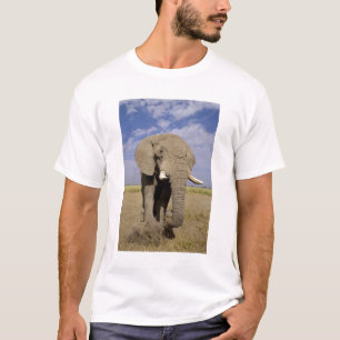 T-shirt Kenya : Parc national d'Amboseli, éléphant mâle