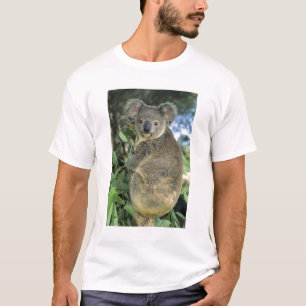 T-shirt Koala, Phascolarctos cinereus), en voie de dispari