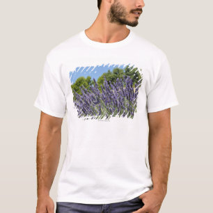 T-shirt La lavande fleurit dans le domaine à l'été,