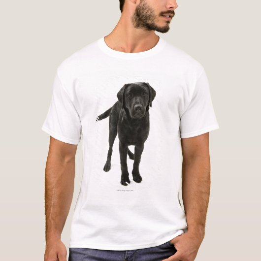 T-shirt Labrador retriever noir (Devant)
