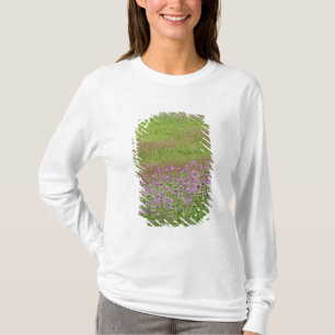 T-shirt Lace de la Reine Anne Daucus carota) en croissance