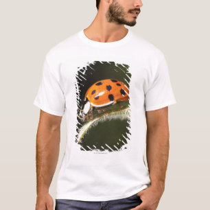 T-shirt Ladybird sur la feuille, coccinelle sur la feuille