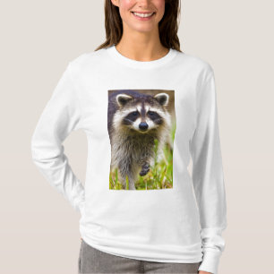 T-shirt Le raton laveur, Procyon lotor