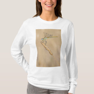 T-shirt Libellule Skimmer Insecte Femelle (CC BY 4.0)