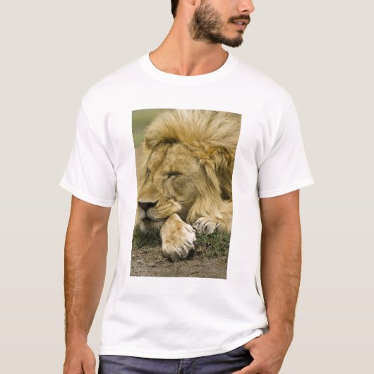 T-shirt Lion d'Afrique, Lion panthère, endormi (Devant)