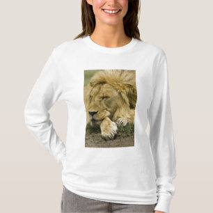 T-shirt Lion d'Afrique, Panthera leo, couché endormi