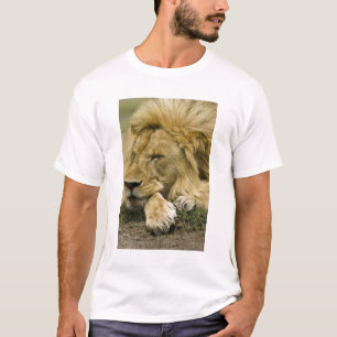 T-shirt Lion d'Afrique, Panthera leo, couché endormi