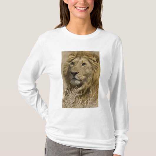 T-shirt Lion d'Afrique, Panthera leo, Portrait d'un (Devant)