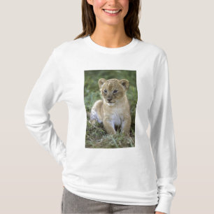 T-shirt Lion d'Afrique, Panthera leo), Tanzanie,