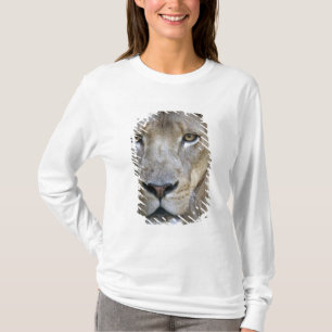 T-shirt Lion mâle adulte au zoo de Sacramento, CA
