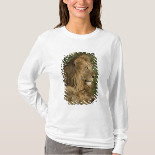 T-shirt Lion, Panthera leo, Lower Mara, Masai Mara GR,