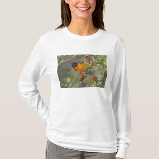 T-shirt Loriole de Baltimore (Devant)