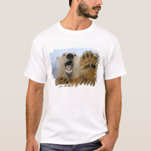T-shirt l'ours polaire, Ursus maritimus, regarde curieusem
