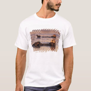 T-shirt Loutres de mer, Enhydra lutris 3