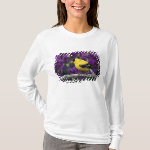 T-shirt Mâle, chardonneret d'Amérique en plumage d'été,
