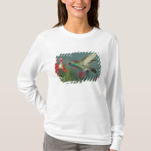 T-shirt mâle se nourrissant sur Petunia, Madera Canyon, Ar