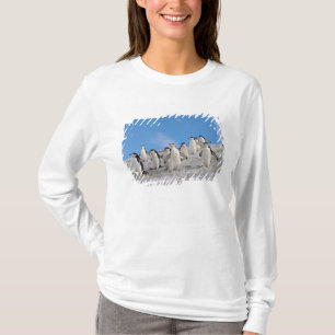 T-shirt Manchots à Collier   Pygoscelis Antarctica