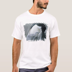 T-shirt Manchots à collier, Pygoscelis antarctica),