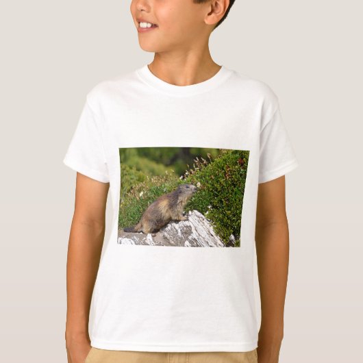 T-shirt Marmotte alpine sur roche (Devant)