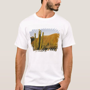 T-shirt Mexique, Basse-Californie, île Santa Catalina, Mer