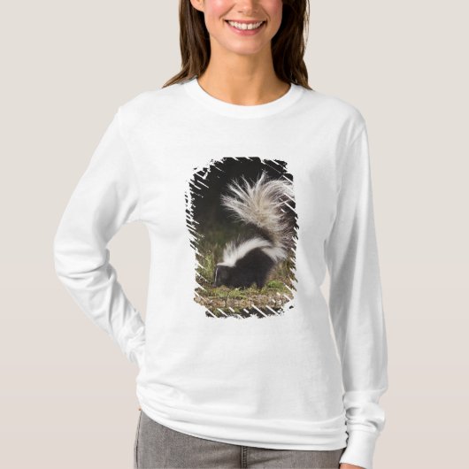 T-shirt Mouffette rayée, Mephitis mephitis (Devant)