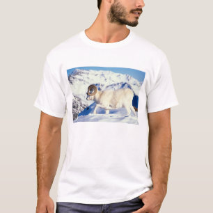 T-shirt mouflon, Ovis dalli, bélier