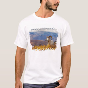 T-shirt mouflons, Ovis dalli, bélier