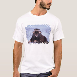 T-shirt muskox, Ovibos moschatus, jeune taureau
