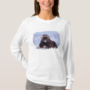 T-shirt muskox, Ovibos moschatus, jeune taureau