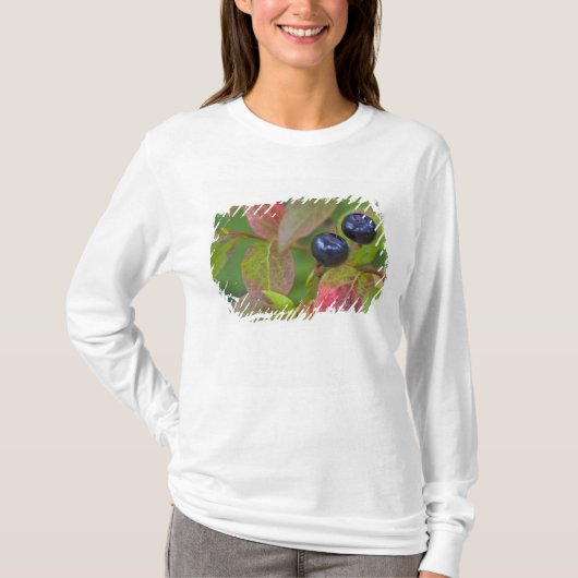 T-shirt Myrtille mûre dans le Flathead National (Devant)