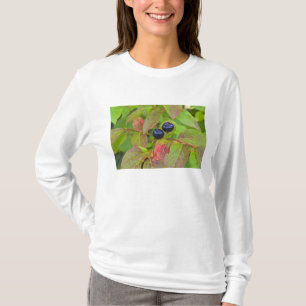 T-shirt Myrtille mûre dans le Flathead National