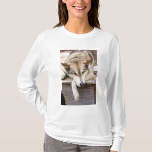 T-shirt N.A., USA, Alaska. Chiens Husky