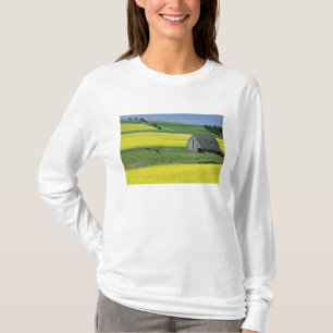 T-shirt NA, États-Unis, Idaho, près de Potlatch, Canola et