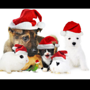 T-Shirt Noël animal