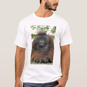 T-shirt Orang-outan Pongo Pygmaeus