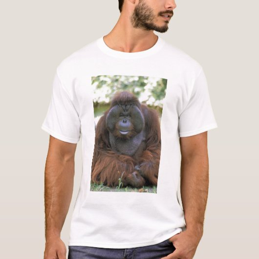 T-shirt Orang-outan Pongo Pygmaeus (Devant)