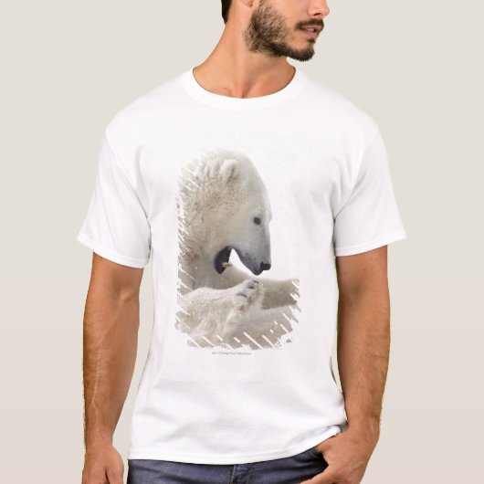 T-shirt Ours blanc s'engageant dans un combat avec un (Devant)