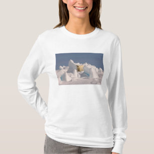 T-shirt ours polaire, Ursus maritimus, dans la glace rugue