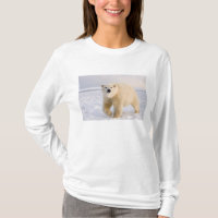 ours polaire, Ursus maritimus, sur glace et neige,