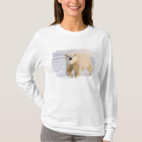 ours polaire, Ursus maritimus, sur glace et neige,