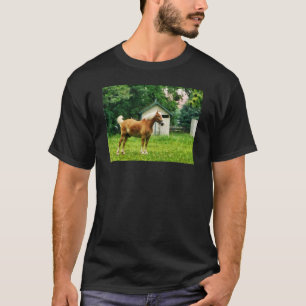 T-shirt Palomino en pâture