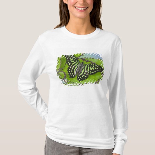T-shirt Papillon sur fond vert (Devant)
