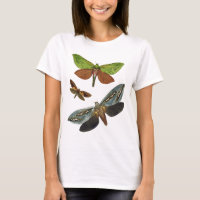 Papillons 4