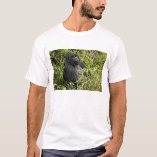 T-shirt Parc national des Volcans, Gorille de montagne