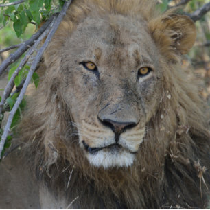 T-shirt Parlez-Vous Avec Moi ! Lion Stare.