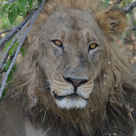 T-shirt Parlez-Vous Avec Moi ! Lion Stare.