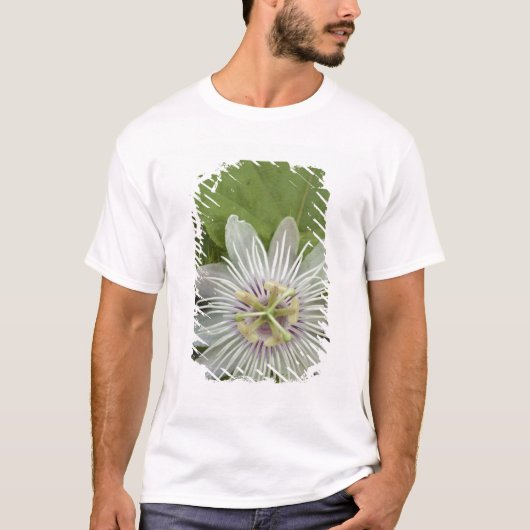T-shirt Passiflore de Galapagos Passiflora foetida (Devant)