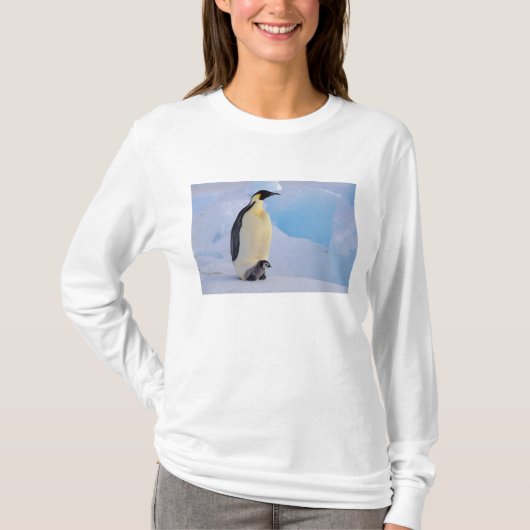 T-shirt Penguin | Apténodytes (Devant)