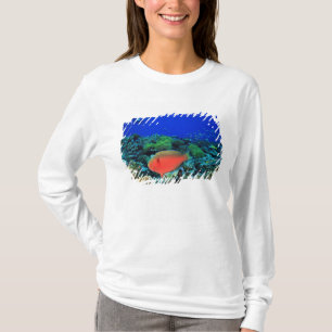T-shirt Perroquet à tête de mouton Scarus