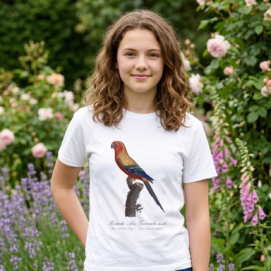 T-shirt Perruche soleil mâle, Aratinga solstitialis